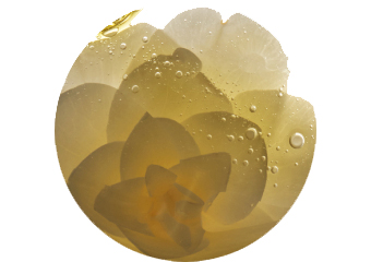 Camelia oil  - active ingredient in our iconic Elixir Huile Originale for suppleness and intense durable shine