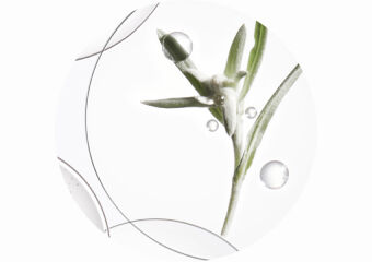 Edelweiss Native Cells - active ingredient in our iconic Genesis Anti Hair-fall serum to hydrate and shield hair